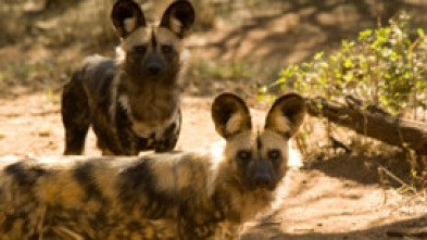 Imagen de La manada: Perros salvajes - 7