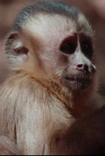 Imagen de América salvaje - 4