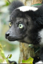 Madagascar: leyendas de la isla de los lémures