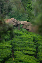 Wild India: Reinos montañosos