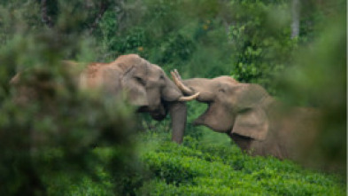 Wild India: Reinos montañosos