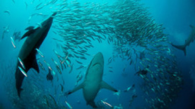 Territorio de tiburones