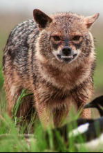 Imagen de Luchadores salvajes - 4