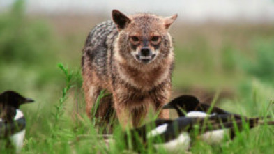 Imagen de Luchadores salvajes - 5