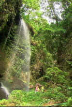 Imagen de El escarabajo verde  - 12