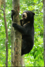 Borneo: El edén ancestral de la Tierra