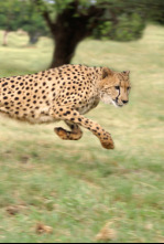 El guepard, la trampa de la velocitat