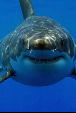 Imagen de Tiburones. Los cinco grandes - 4