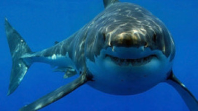 Imagen de Tiburones. Los cinco grandes - 5