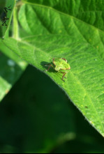 Imagen de Insecticidas, licencia para matar - 4
