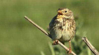 Imagen de ¡Qué animal! (T3): Montseny - 5