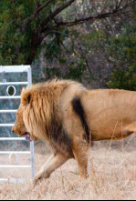 Imagen de Encerrado entre leones - 10