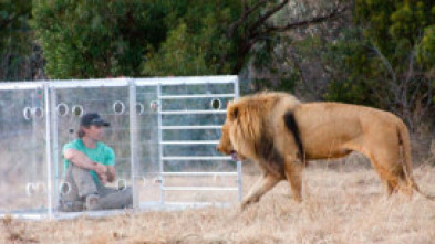 Imagen de Encerrado entre leones - 11