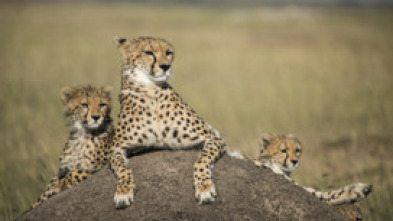 Imagen de La caza: Conservación - 5