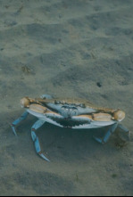 Imagen de Crabe bleu, chronique d'une invasion - 4