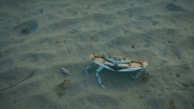 Imagen de Crabe bleu, chronique d'une invasion - 5