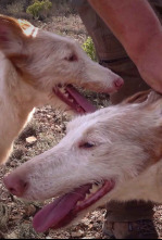 Imagen de Xarnego, el podenco valenciano - 4