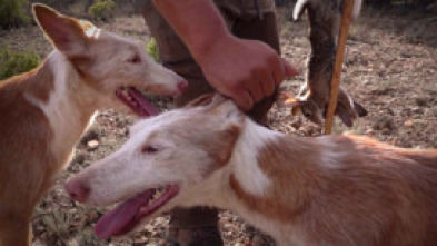 Imagen de Xarnego, el podenco valenciano - 5