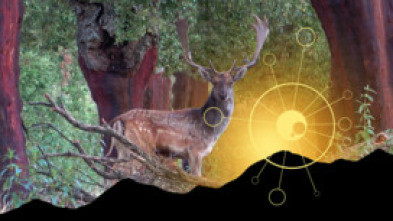 Imagen de Mi primer Gamo en Sierra Morena - 5
