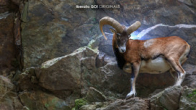 Imagen de Rececho de muflón con blaser - 5