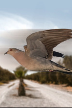 Imagen de Tortolas en Marruecos - 4