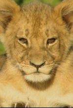 Imagen de Cecil: el legado de un rey - 4