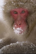 Imagen de Japón salvaje: Hokkaido - 4