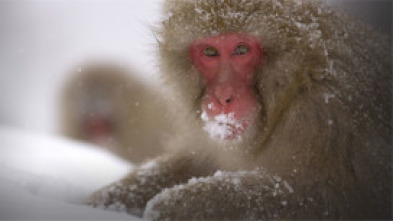 Imagen de Japón salvaje: Hokkaido - 5