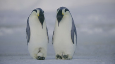 Imagen de Los secretos de los pingüinos  - 6