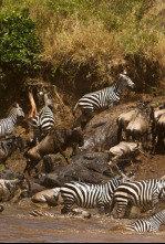 Imagen de El río más sangriento de África - 4