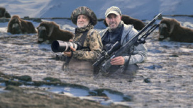 Imagen de Expedición excopesa a Groenlandia Cap1. el muskox - 5
