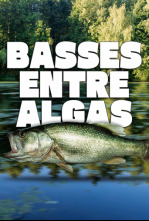 Imagen de Basses entre algas - 4