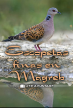 Imagen de Escopetas finas en el Magreb - 4