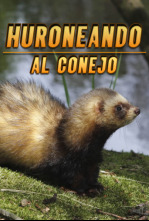 Imagen de Huroneando al conejo - 4