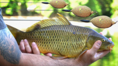 Imagen de Feeder urbano 2,0 - 5