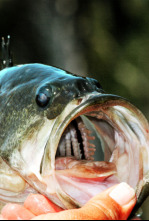 Imagen de Top Water Frog 2 0 - 4