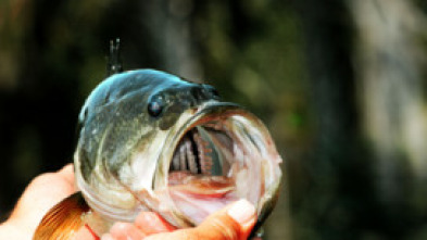 Imagen de Top Water Frog 2 0 - 5