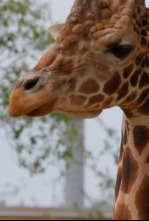 Imagen de Los secretos del zoo:...: Atracciones - 4