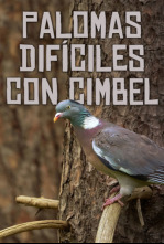 Imagen de Palomas difíciles a cimbel - 4