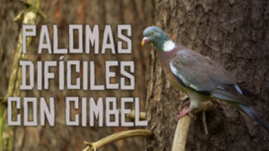 Imagen de Palomas difíciles a cimbel - 5