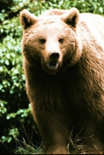 Imagen de Pociones de amor salvaje - 4