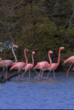 Imperios del reino animal: Familias