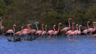 Imperios del reino animal: Familias