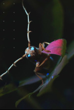 Imagen de Mysterieux Insectes, sur la Piste des Origines - 4
