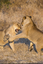 Imagen de Especial El club de la lucha animal  - 11