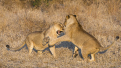 Imagen de Especial El club de la lucha animal  - 12