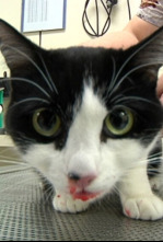 Imagen de Veterinaris (T6): Ep.5 - 4