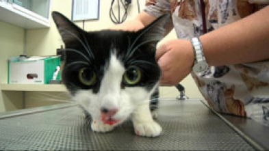 Imagen de Veterinaris (T6): Ep.5 - 5