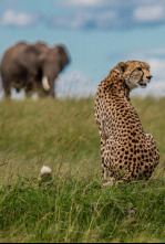 Imagen de El linaje de los...: El cuento del leopardo - 6