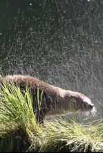 Imagen de Un año en la vida de una nutria - 4